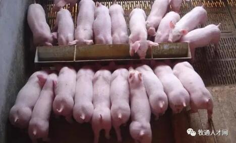 豬-正大康地.jpg 圖片